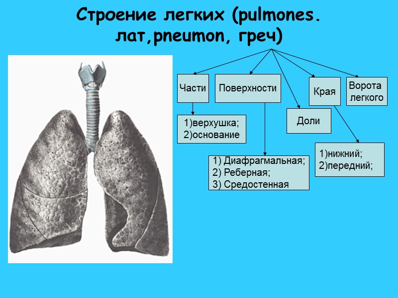 Строение легких (pulmones. лат,pneumon, греч) Поверхности Части Края 1)верхушка; 2)основание 1) Диафрагмальная; 2) Реберная;